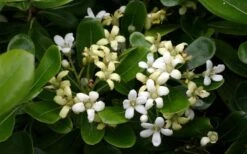 Green Pittosporum (Japanese Mock Orange) - 3 Gallon Pot -Garden Plant Shop pittosporum20green203