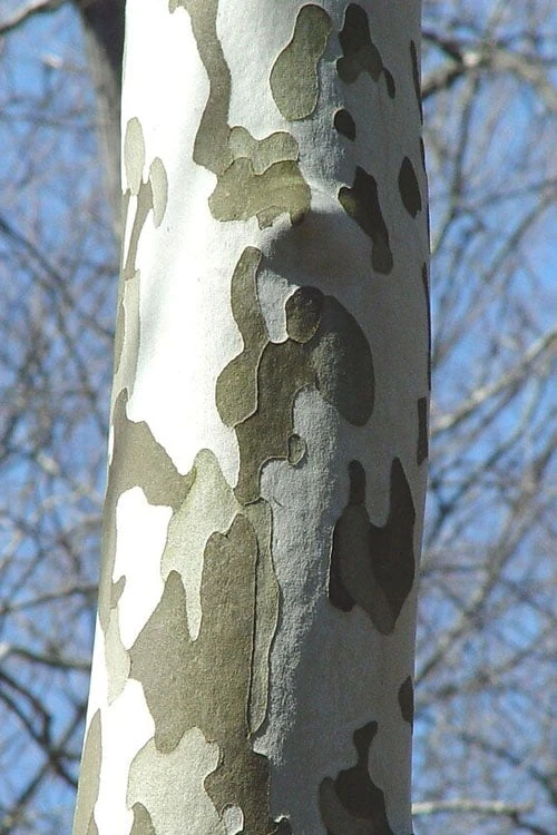 American Sycamore Tree - 3 Gallon Pot 6 American Sycamore Tree - 3 Gallon Pot - Image 6