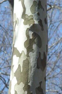 American Sycamore Tree - 3 Pack Of 1.5 Quart Pots -Garden Plant Shop platanus occidentalis american sycamore tree 1