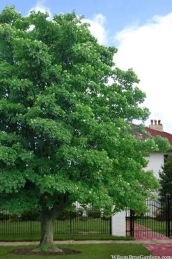 American Sycamore Tree - 3 Gallon Pot 9 American Sycamore Tree - 3 Gallon Pot -Garden Plant Shop platanus occidentalis american sycamore tree 4 1