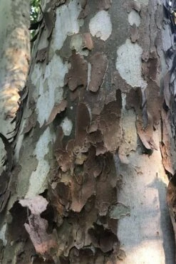 American Sycamore Tree - 3 Gallon Pot 10 American Sycamore Tree - 3 Gallon Pot -Garden Plant Shop platanus occidentalis american sycamore tree 6 1