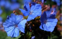 Hardy Blue Plumbago - Ceratostigma Plumbaginoides - 10 Pack Of Pint Pots -Garden Plant Shop plumbago hardy blue perennial