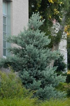 Blue Podocarpus Yew - 3 Gallon Pot 11 Blue Podocarpus Yew - 3 Gallon Pot -Garden Plant Shop podocarpus elongatus blue podocarpus 1 1
