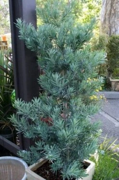 Blue Podocarpus Yew - 7 Gallon Pot 13 Blue Podocarpus Yew - 7 Gallon Pot -Garden Plant Shop podocarpus elongatus blue podocarpus 4