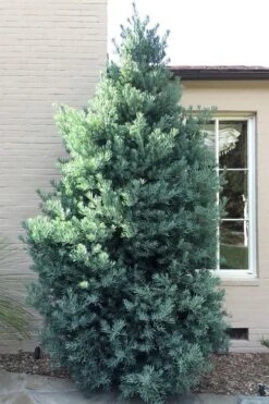 Blue Podocarpus Yew - 3 Gallon Pot 10 Blue Podocarpus Yew - 3 Gallon Pot -Garden Plant Shop podocarpus elongatus blue podocarpus 5 1