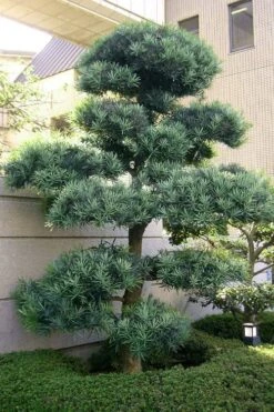 Blue Podocarpus Yew - 3 Gallon Pot 12 Blue Podocarpus Yew - 3 Gallon Pot -Garden Plant Shop podocarpus elongatus blue podocarpus 6 1