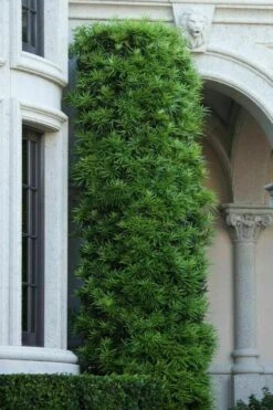 Podocarpus Macrophyllus Upright Yew - 7 Gallon Pot (4-5') -Garden Plant Shop podocarpus macrophyllus upright yew 104