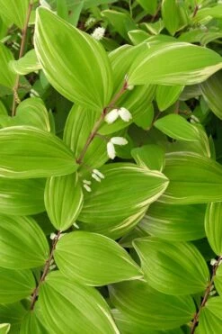 Fragrant Variegated Solomons Seal (Polygonatum Odoratum) - 5 Pack Of Quart Pots -Garden Plant Shop polygonatum odoratum var pluriflorum fragrant variegated solomons seal 1