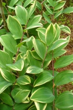 Fragrant Variegated Solomons Seal (Polygonatum Odoratum) - 5 Pack Of Quart Pots -Garden Plant Shop polygonatum odoratum var pluriflorum fragrant variegated solomons seal 3