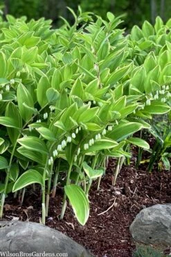 Fragrant Variegated Solomons Seal (Polygonatum Odoratum) - 5 Pack Of Quart Pots