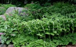 Fragrant Variegated Solomons Seal (Polygonatum Odoratum) - 5 Pack Of Quart Pots -Garden Plant Shop polygonatum odoratum var pluriflorum fragrant variegated solomons seal 6