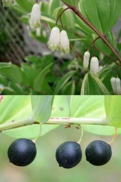 Fragrant Variegated Solomons Seal (Polygonatum Odoratum) - 5 Pack Of Quart Pots -Garden Plant Shop polygonatum odoratum var pluriflorum fragrant variegated solomons seal 8