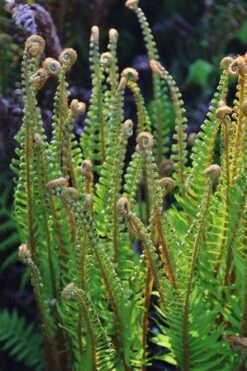 Western Sword Fern (Polystichum Munitum) - 1 Gallon Pot -Garden Plant Shop polystichum munitum western sword fern 10