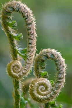 Western Sword Fern (Polystichum Munitum) - 1 Gallon Pot -Garden Plant Shop polystichum munitum western sword fern 2