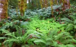 Western Sword Fern (Polystichum Munitum) - 1 Gallon Pot -Garden Plant Shop polystichum munitum western sword fern 20