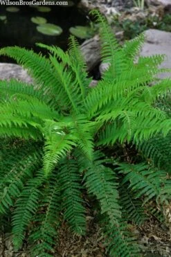 Western Sword Fern (Polystichum Munitum) - 1 Gallon Pot -Garden Plant Shop polystichum munitum western sword fern 4