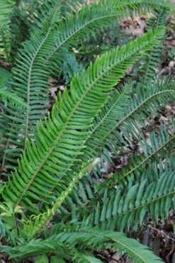 Western Sword Fern (Polystichum Munitum) - 1 Gallon Pot -Garden Plant Shop polystichum munitum western sword fern 5