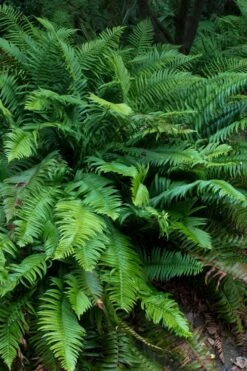 Western Sword Fern (Polystichum Munitum) - 1 Gallon Pot -Garden Plant Shop polystichum munitum western sword fern 8