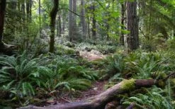 Western Sword Fern (Polystichum Munitum) - 1 Gallon Pot -Garden Plant Shop polystichum munitum western sword fern 9