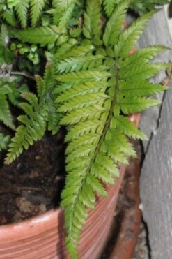 Korean Rock Fern - 6 Pack Of 1 Gallon Pots -Garden Plant Shop polystichum tsus simense korean rock fern 1