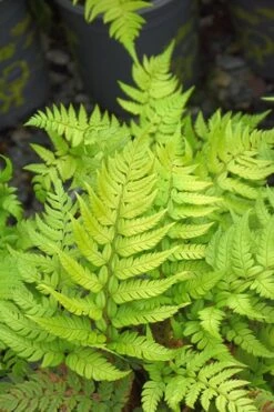 Korean Rock Fern - 1 Gallon Pot -Garden Plant Shop polystichum tsus simense korean rock fern 4 1