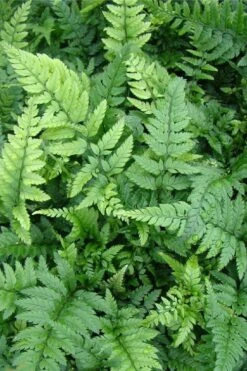 Korean Rock Fern - 6 Pack Of 1 Gallon Pots -Garden Plant Shop polystichum tsus simense korean rock fern 5