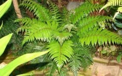Korean Rock Fern - 6 Pack Of 1 Gallon Pots -Garden Plant Shop polystichum tsus simense korean rock fern 6
