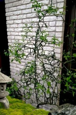 Flying Dragon Hardy Orange Tree - 7 Gallon Pot (3-4')