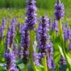 Heartleaf Purple Pickerel Weed (Pontaderia Cordata) - 8 Pack Of 1 Gallon Pot