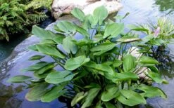 Heartleaf Purple Pickerel Weed (Pontaderia Cordata) - 8 Pack Of 1 Gallon Pot -Garden Plant Shop pontederia cordata pickerel weed 3 1