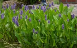 Heartleaf Purple Pickerel Weed (Pontaderia Cordata) - 1 Gallon Pot -Garden Plant Shop pontederia cordata pickerel weed 4