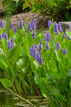 Heartleaf Purple Pickerel Weed (Pontaderia Cordata) - 8 Pack Of 1 Gallon Pot -Garden Plant Shop pontederia cordata pickerel weed 5 1