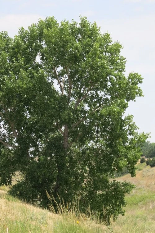 Eastern Cottonwood Tree (Populus Deltoides) - 1 Gallon Pot 1 Eastern Cottonwood Tree (Populus Deltoides) - 1 Gallon Pot