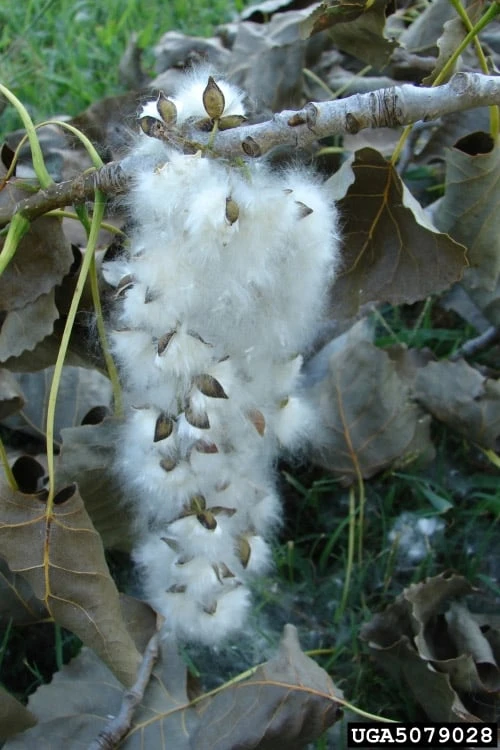 Eastern Cottonwood Tree (Populus Deltoides) - 1 Gallon Pot 12 Eastern Cottonwood Tree (Populus Deltoides) - 1 Gallon Pot - Image 12