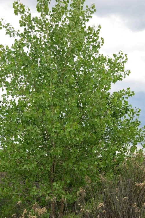 Eastern Cottonwood Tree (Populus Deltoides) - 1 Gallon Pot 7 Eastern Cottonwood Tree (Populus Deltoides) - 1 Gallon Pot - Image 7