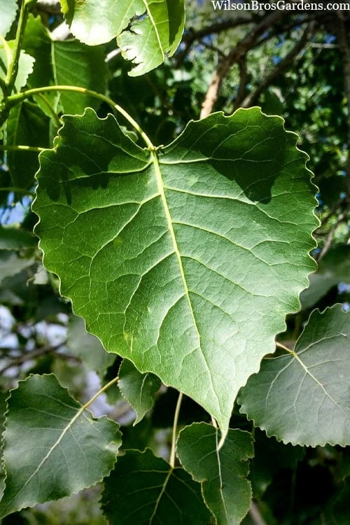 Eastern Cottonwood Tree (Populus Deltoides) - 1 Gallon Pot 9 Eastern Cottonwood Tree (Populus Deltoides) - 1 Gallon Pot - Image 9