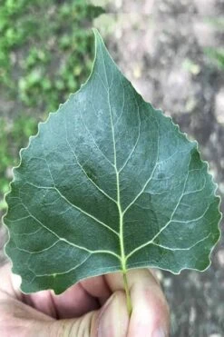 Eastern Cottonwood Tree (Populus Deltoides) - 1 Gallon Pot 15 Eastern Cottonwood Tree (Populus Deltoides) - 1 Gallon Pot -Garden Plant Shop populus deltoides eastern cottonwood tree 4