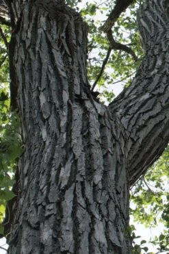 Eastern Cottonwood Tree (Populus Deltoides) - 1 Gallon Pot 17 Eastern Cottonwood Tree (Populus Deltoides) - 1 Gallon Pot -Garden Plant Shop populus deltoides eastern cottonwood tree 5