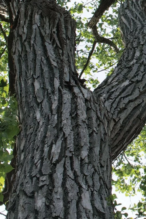 Eastern Cottonwood Tree (Populus Deltoides) - 1 Gallon Pot 6 Eastern Cottonwood Tree (Populus Deltoides) - 1 Gallon Pot - Image 6