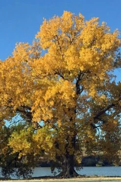 Eastern Cottonwood Tree (Populus Deltoides) - 1 Gallon Pot 16 Eastern Cottonwood Tree (Populus Deltoides) - 1 Gallon Pot -Garden Plant Shop populus deltoides eastern cottonwood tree 6