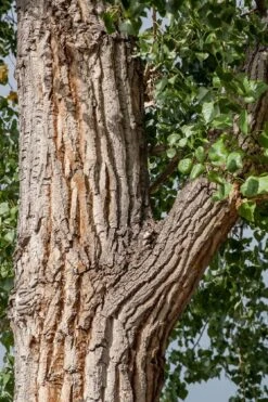 Eastern Cottonwood Tree (Populus Deltoides) - 1 Gallon Pot 21 Eastern Cottonwood Tree (Populus Deltoides) - 1 Gallon Pot -Garden Plant Shop populus deltoides eastern cottonwood tree 7