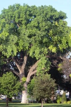 Eastern Cottonwood Tree (Populus Deltoides) - 1 Gallon Pot 19 Eastern Cottonwood Tree (Populus Deltoides) - 1 Gallon Pot -Garden Plant Shop populus deltoides eastern cottonwood tree 8