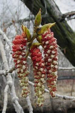Eastern Cottonwood Tree (Populus Deltoides) - 1 Gallon Pot 22 Eastern Cottonwood Tree (Populus Deltoides) - 1 Gallon Pot -Garden Plant Shop populus deltoides eastern cottonwood tree 9