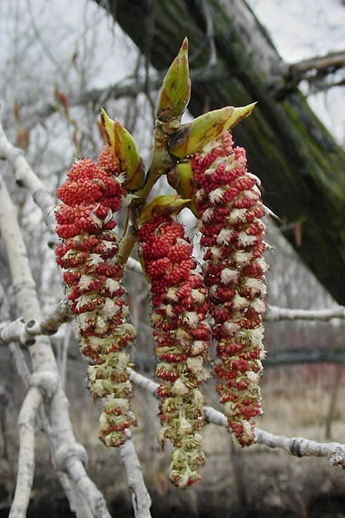 Eastern Cottonwood Tree (Populus Deltoides) - 1 Gallon Pot 11 Eastern Cottonwood Tree (Populus Deltoides) - 1 Gallon Pot - Image 11
