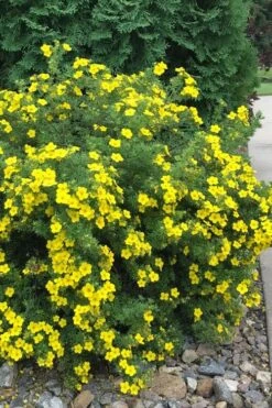 Dakota Sunspot Shrubby Cinquefoil (Potentilla Fruticosa) - 2 Gallon Pot -Garden Plant Shop potentilla fruticosa dakota sunspot shrubby cinquefoil 2