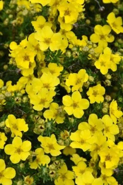Dakota Sunspot Shrubby Cinquefoil (Potentilla Fruticosa) - 2 Gallon Pot -Garden Plant Shop potentilla fruticosa dakota sunspot shrubby cinquefoil 3