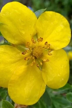 Gold Star Shrubby Cinquefoil (Potentilla Fruticosa) - 1 Gallon Pot -Garden Plant Shop potentilla fruticosa gold star shrubby cinquefoil 1
