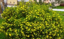 Gold Star Shrubby Cinquefoil (Potentilla Fruticosa) - 1 Gallon Pot -Garden Plant Shop potentilla fruticosa gold star shrubby cinquefoil 2