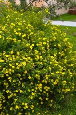 Gold Star Shrubby Cinquefoil (Potentilla Fruticosa) - 1 Gallon Pot -Garden Plant Shop potentilla fruticosa gold star shrubby cinquefoil 4