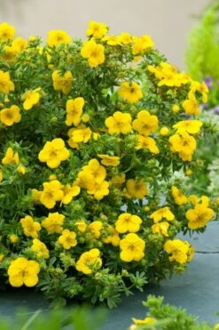 Gold Star Shrubby Cinquefoil (Potentilla Fruticosa) - 1 Gallon Pot -Garden Plant Shop potentilla fruticosa gold star shrubby cinquefoil 7